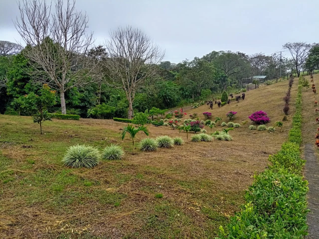 Mountain & Forest View Lot 4365 M2 with Natural Spring –Tilarán