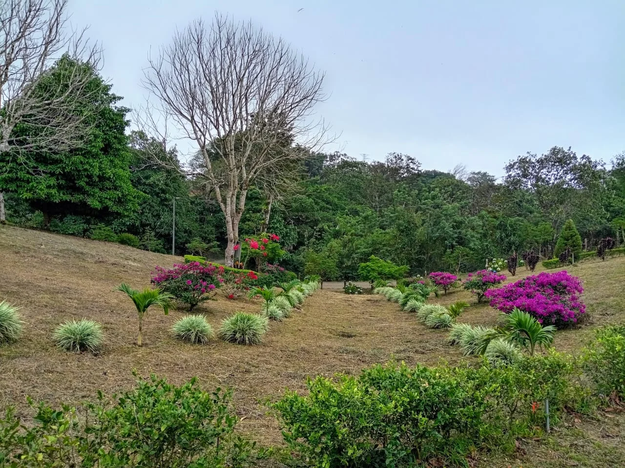Mountain & Forest View Lot 4365 M2 with Natural Spring –Tilarán - 4
