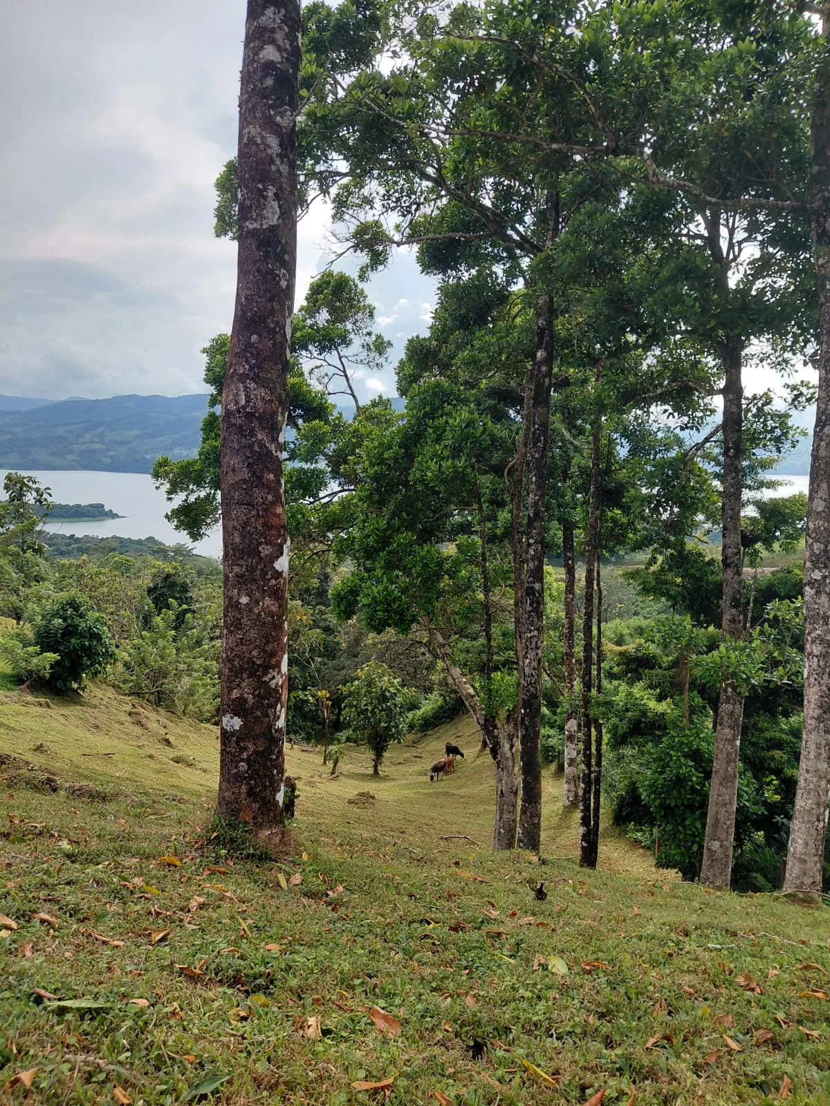 Scenic Lake View Lot 5,392 m² (1.33 acres) in Nuevo Arenal - 4