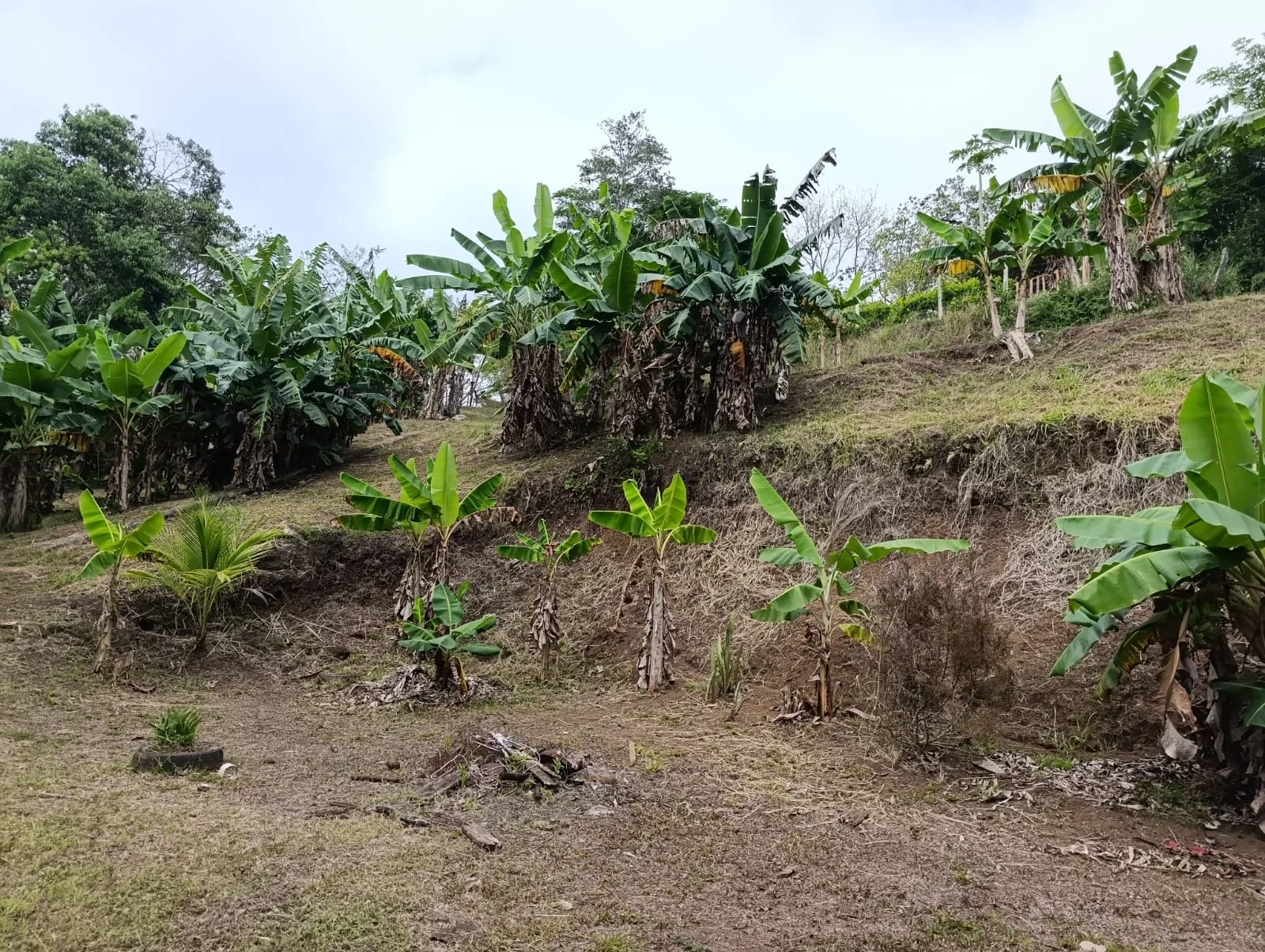 Investment Opportunity – Natural Retreat in Exclusive Península 1, Tronadora photo 3