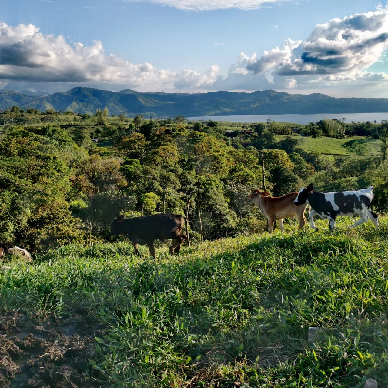 Spectacular 27.44-Acre Farm with Lake, Volcano & Mountain Views – Mata de Caña - 3