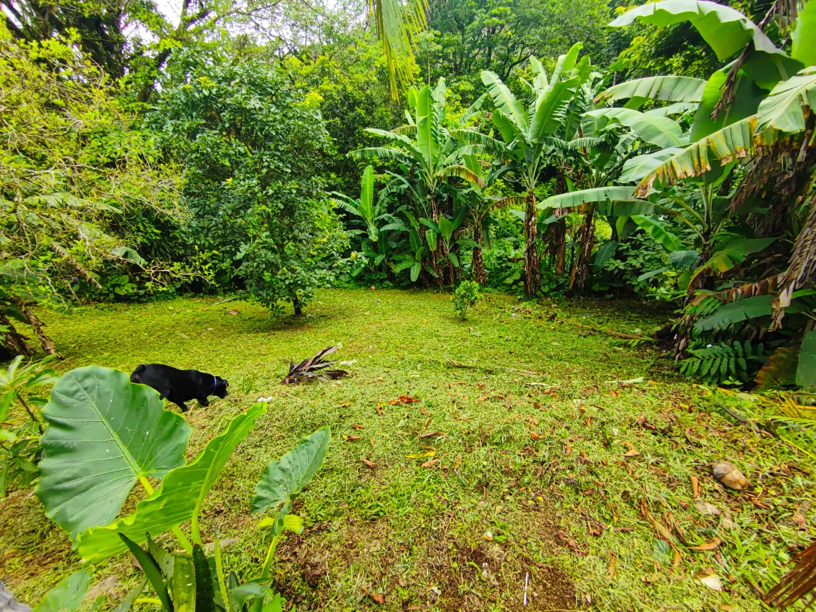 Comercial Space + 3BD 1 BA Home + 1BD 1BA Apartment in Nuevo Arenal photo 28